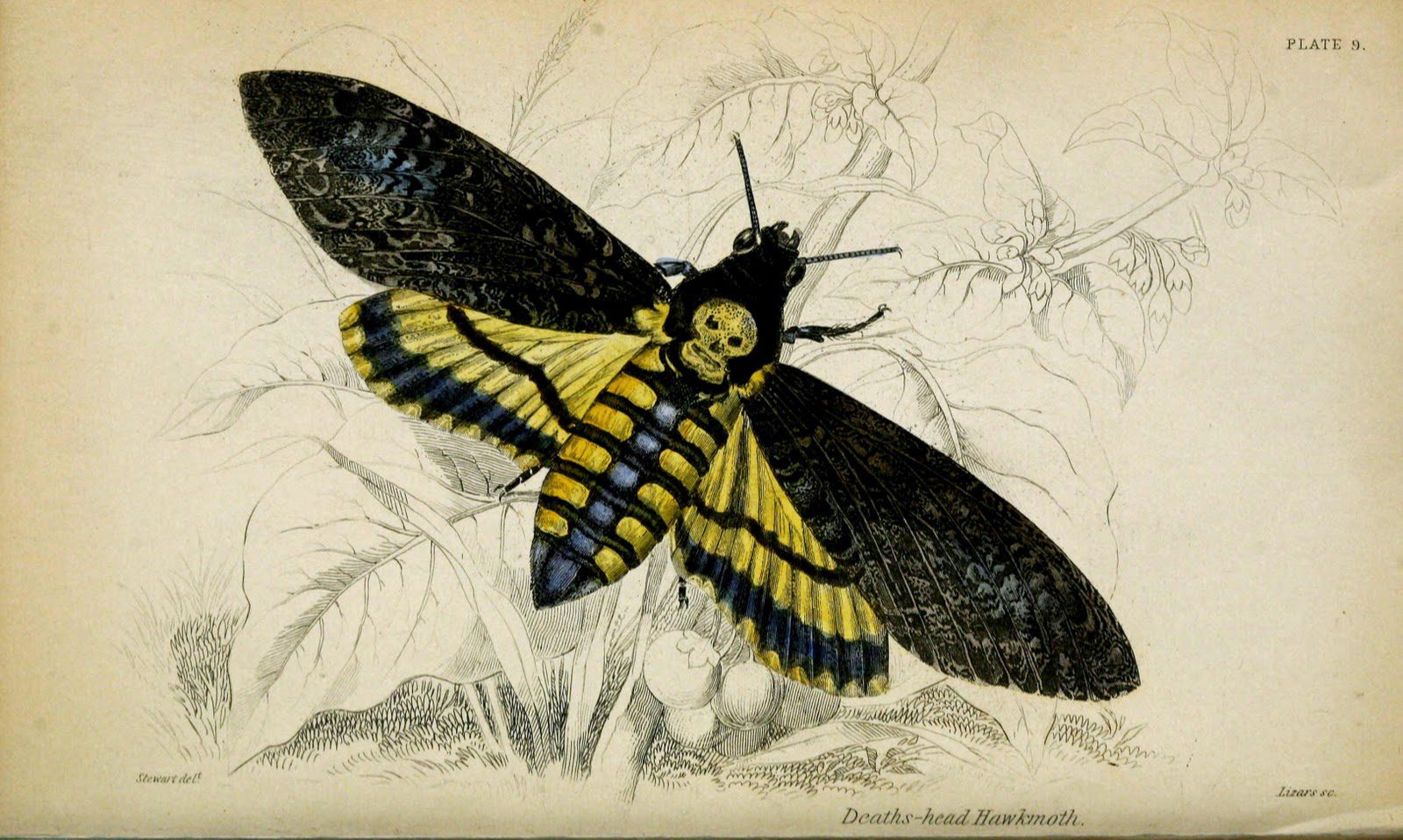 Victorian moth illustration.