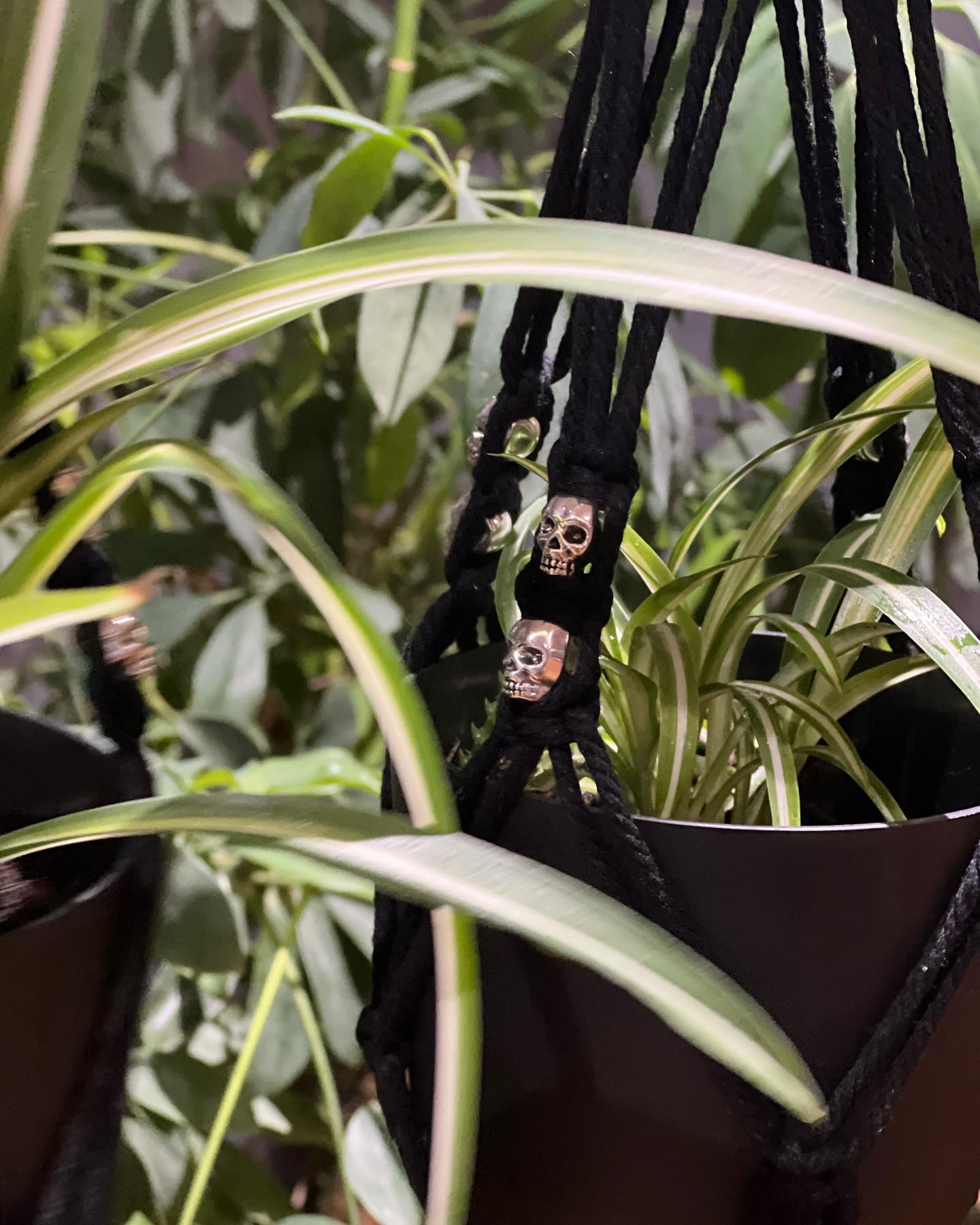 Plant in hanger with silver skulls.